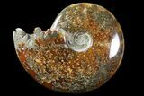 Polished, Agatized Ammonite (Cleoniceras) - Madagascar #94271-1